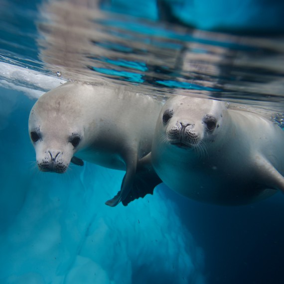 Naši společníci během plavby 