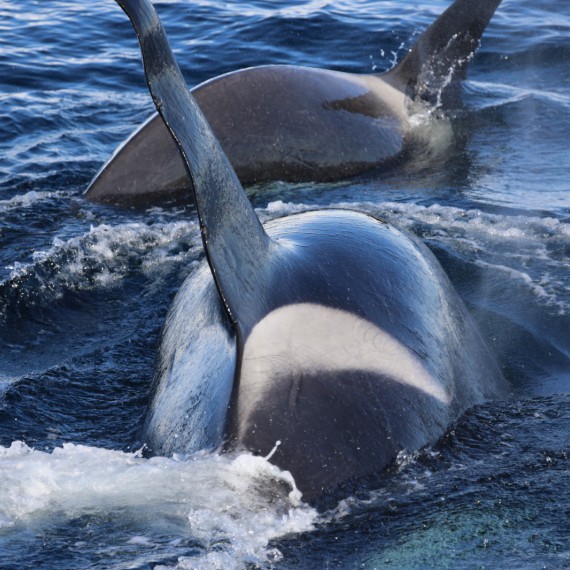 Velryby doprovází naši loď