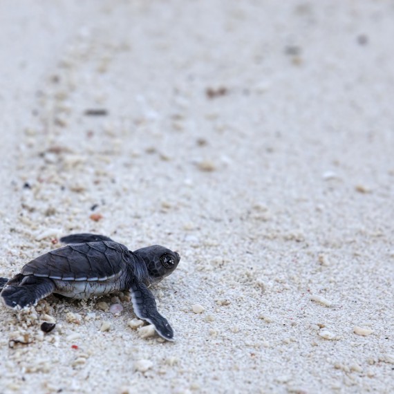 Svět fascinující přírody a želví ostrov
