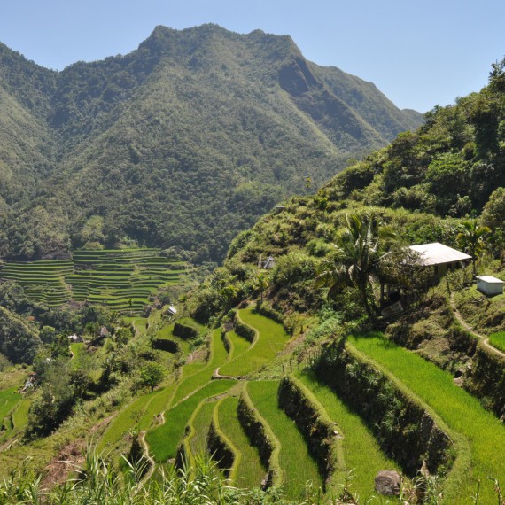 Rýžová pole na Filipínách