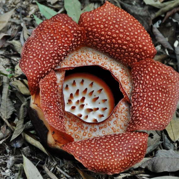 Borneo je domovem největší květiny světa Raflézie