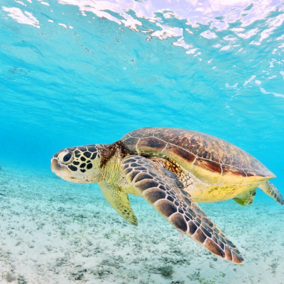 Největším zážitkem v Cairns je potápění podél korálové bariéry
