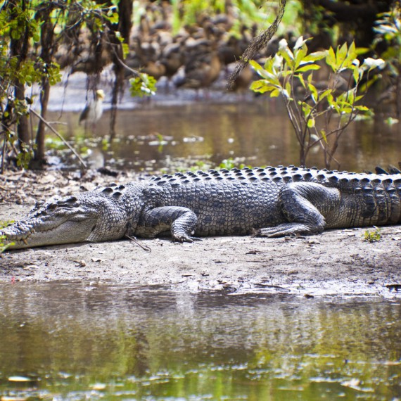 Řeky a jezera v Austrálii jsou domovem dvou druhů krokodýlů