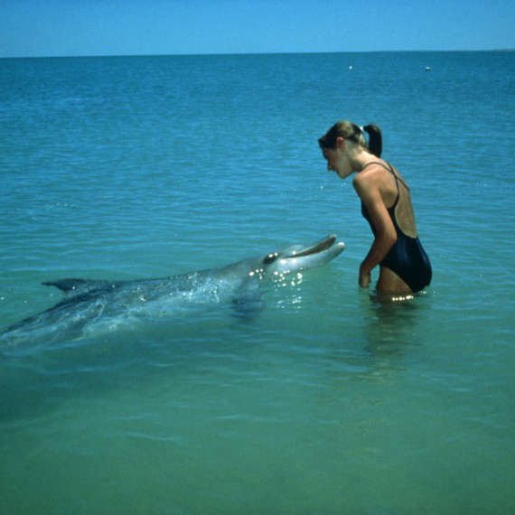 Můžete si zaplavat s delfíny