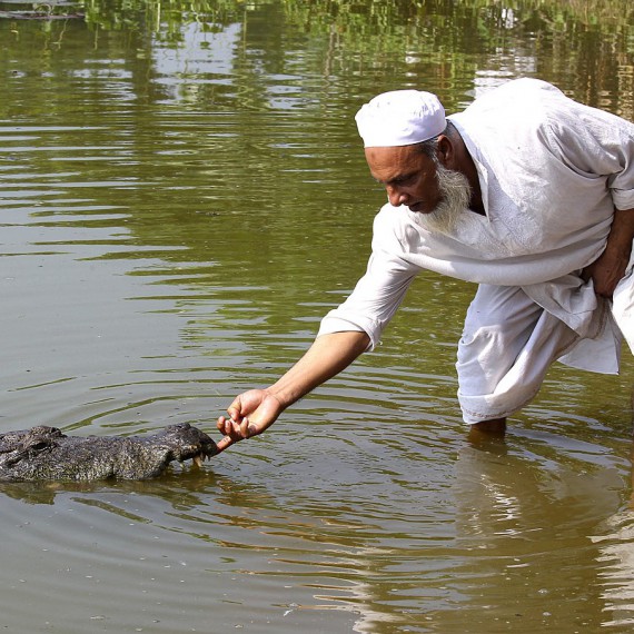 Obětujeme slepici krokodýlům