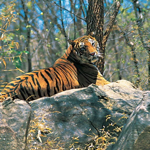 Bengálský tygr - symbol země