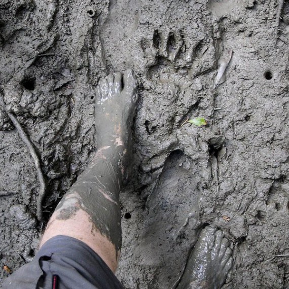 Hledání tygrů v Sundarbanu