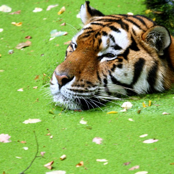 Po stopách bengálského tygra