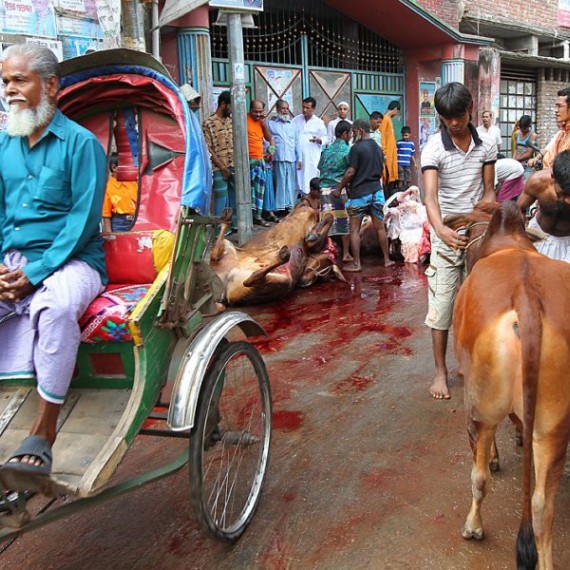 Obětování býků v Dháce