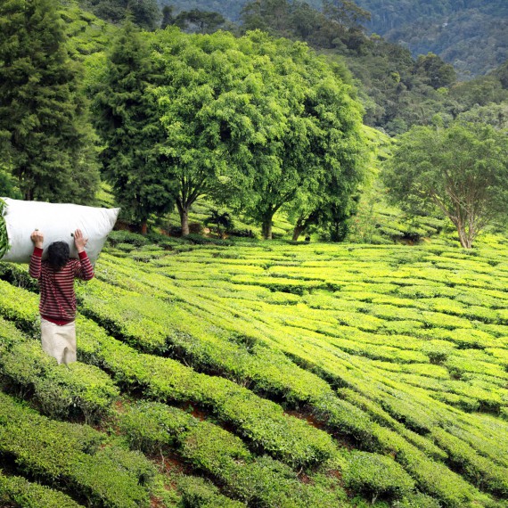 Ochutnáte nejlepší čaj v Bhútánu