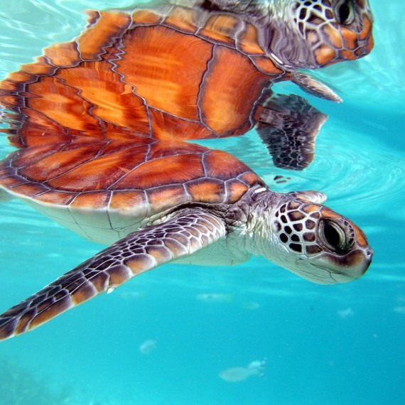 Těšit se můžete na úžasný podmořský život