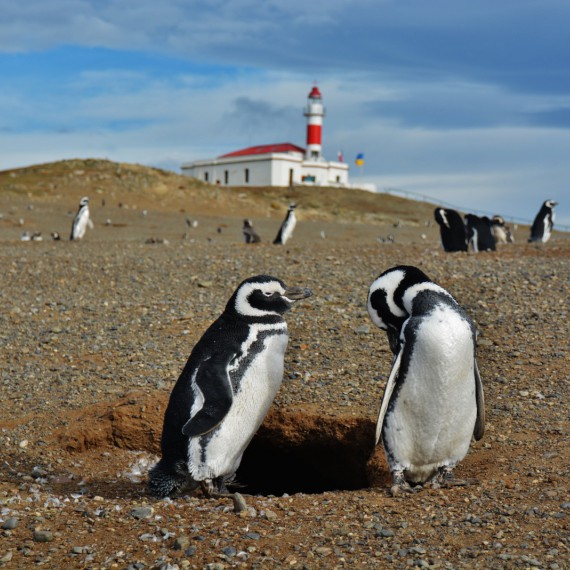 Uděláte si výlet na ostrov Isla Magdalena