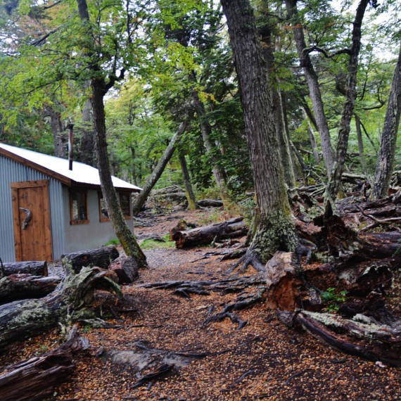 Uděláte si procházku patagonskými lesy