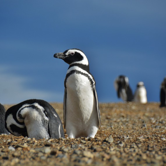 Poznáte obyvatele ostrova - tučňáky magellanské