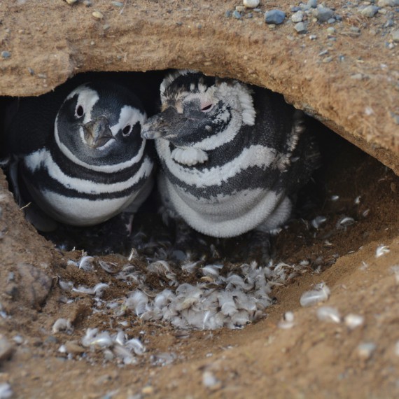 Hnízdo tučňáků v Patagonii
