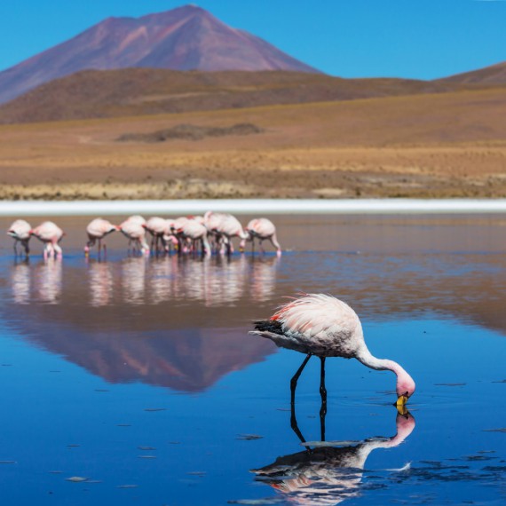 Plameňák uprostřed laguny v Bolívii