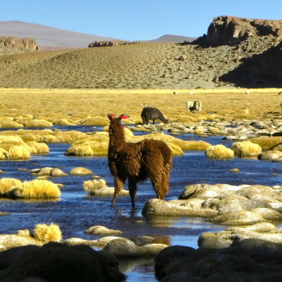 Bolivijské Altiplano