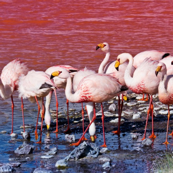 K plameňákům se nám podaří přiblížit velmi zblízka 