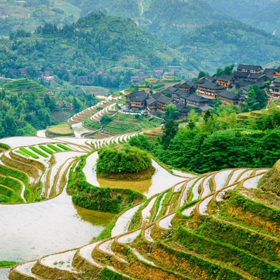 Zaplavená rýžová políčka 