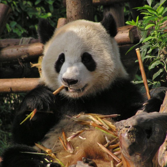 Černobílé pandy v záchranném parku v Chengdu