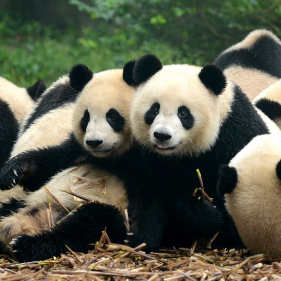 Pandy v čínském Chengdu 