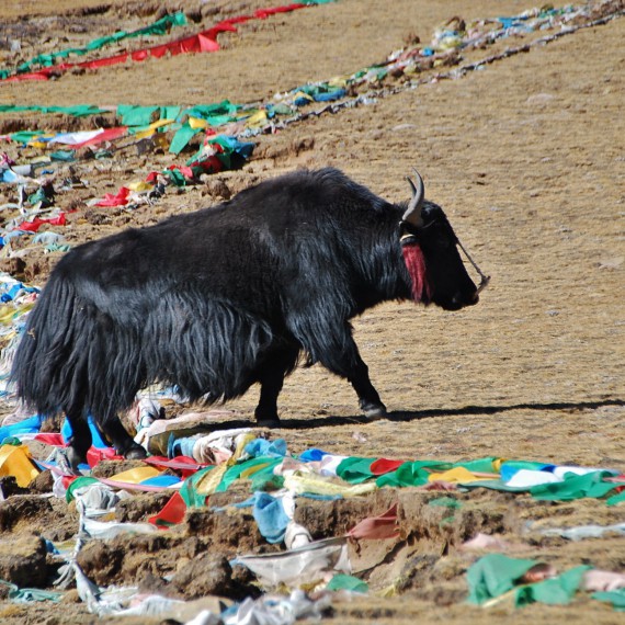 Tibet vás překvapí