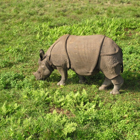Po stopách nosorožců ze sloního hřbetu