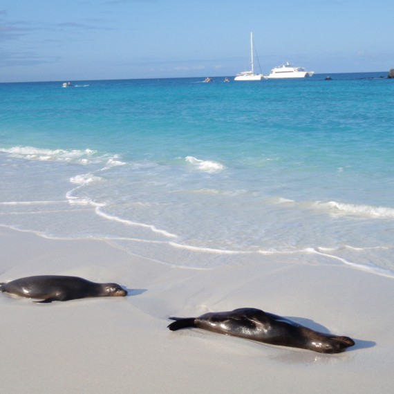 Dnes vědci tvrdí, že se evoluční živočichové nemění jen z generace na generaci