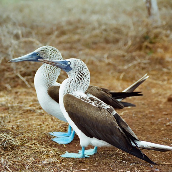 Nepřežijí ti největší a nejsilnější, ale ti, co se dokáží nejlépe přizpůsobit