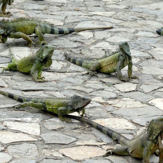 Neskutečná fauna, kterou objevil Darwin