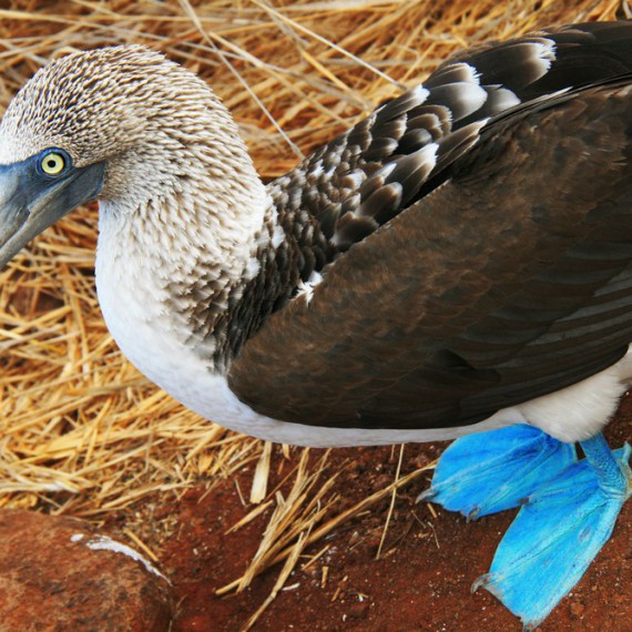 Vzdálenost, kterou jiní živočichové nedokázali překonat, a proto Galapágy zůstaly tak výjimečným místem