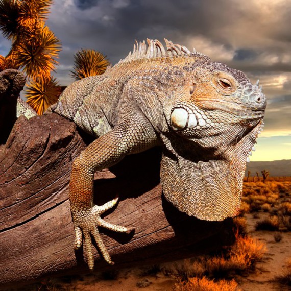 Tyto zvířata se přizpůsobila podmínkám na Galapágách