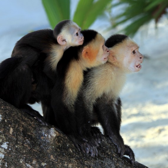 Naši noví kamarádi