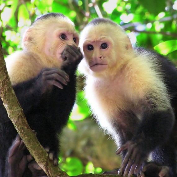 Naši noví kamarádi