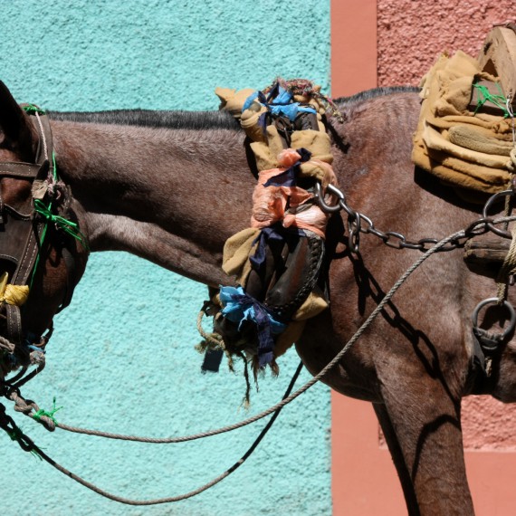 Tradiční projížďka městem na koni