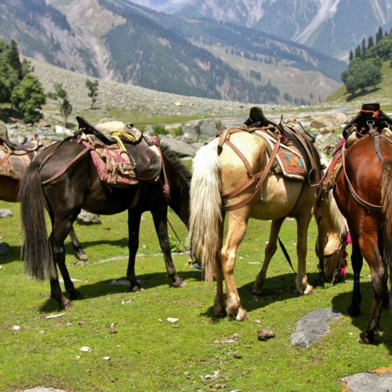 Vyjížďka na koních k ledovci