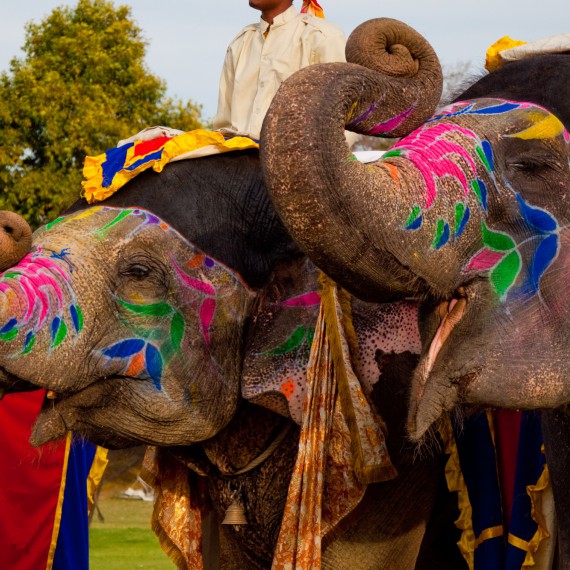 Barvami září v Radžastánu i sloni