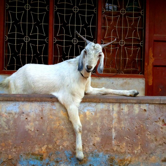 Oddych v centru města. Je třeba si vyhodit z kopýtka