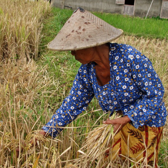 Uvidíte, jak se pěstuje rýže