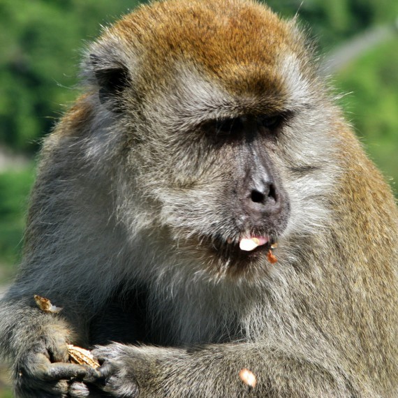 Opice nás budou všude doprovázet