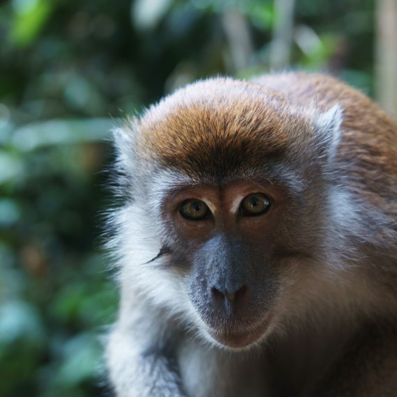 Na ostrově bohů nám budou dělat společnost opičky