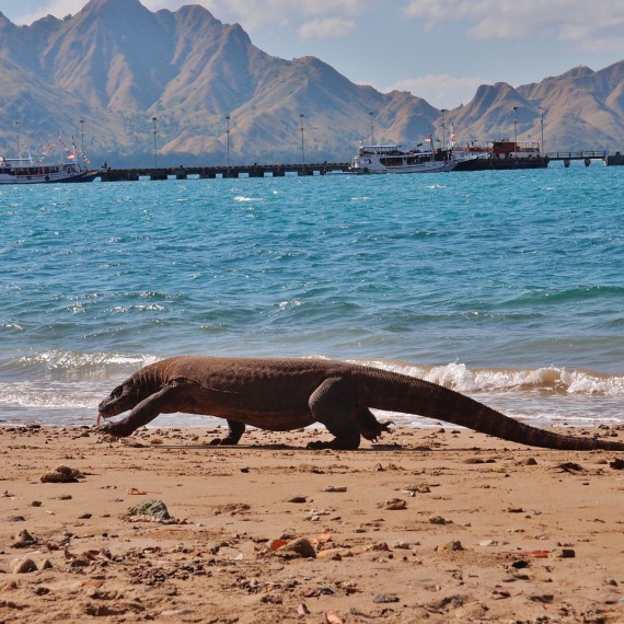 Pozorování komodských varanů