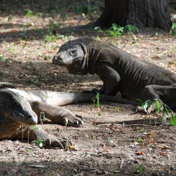 Varan komodský se stal ikonou těchto končin