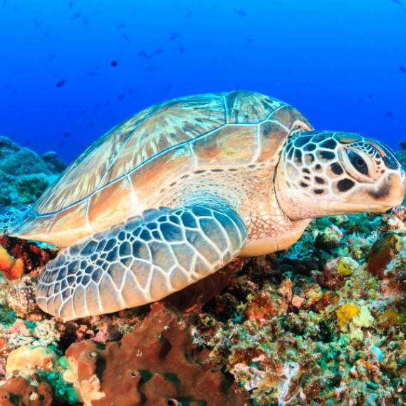 Národní park Komodo není krásný jen na povrchu, ale i v hlubinách moře 