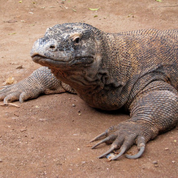 Varanům pohlédneme zblízka do očí