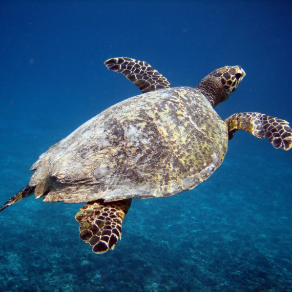 Podmořský svět je zde úchvatný