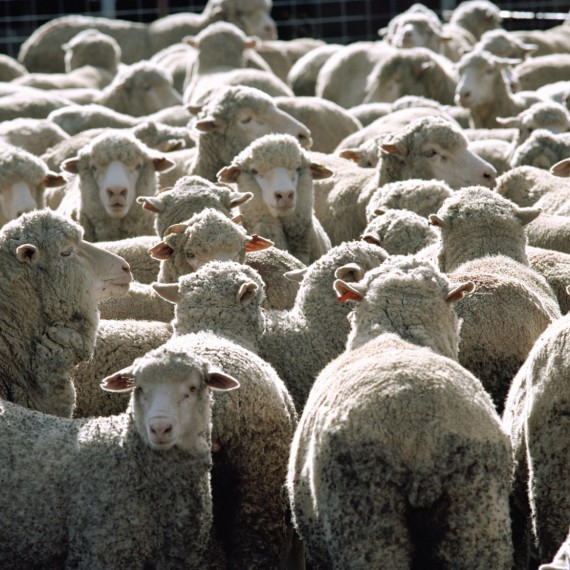 Původní obyvatelé Irská vás budou všude doprovázet