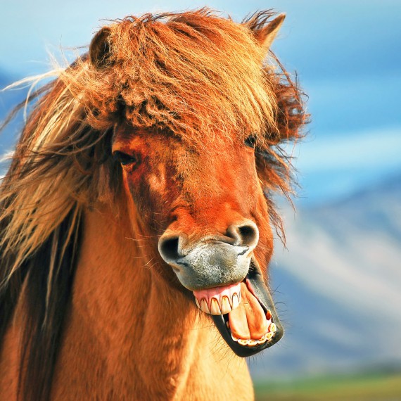 Potkáte islandské koně, které přivedli Vikingové