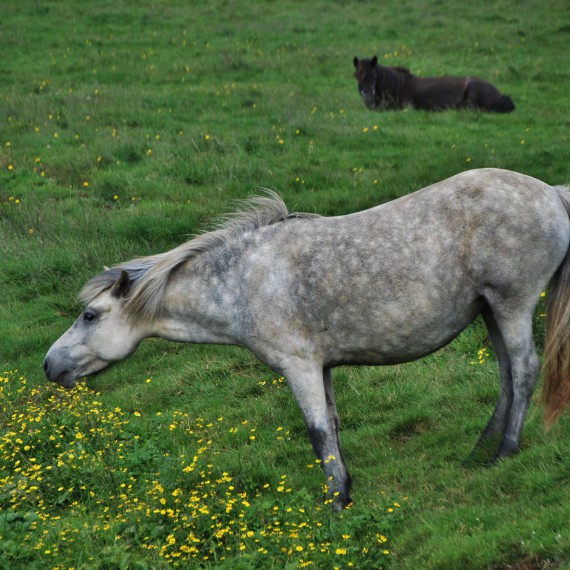 Projdeme si islandské pastviny