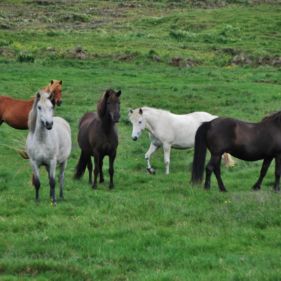 Nacházejí se zde velká stáda islandkých koní